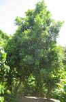 Calophyllum inophyllum   - 