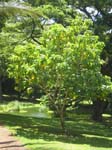 Cordia subcordata   - 