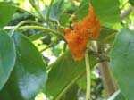Cordia subcordata   - flowers