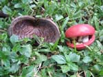 Sterculia foetida   - Empty split fruit (L) and ripe fruit with seeds (R)