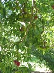 Sterculia foetida   - branch detail with green and ripe fruit