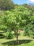 Aleurites moluccana   - 