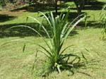 Pandanus tectorius   - smooth-edged leaf variety