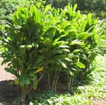 Cordyline fruiticosa   - Habit, common green leaf form