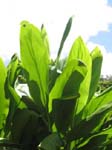 Cordyline fruiticosa   - Green leaf form