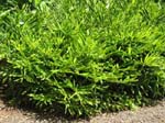 Zingiber zerumbet   - 