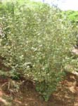 Hibiscadelphus distans   - 