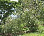 Hibiscus arnottianus   - 