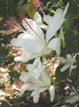Hibiscus arnottianus   - flowers