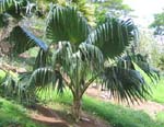 Pritchardia aylmer-robinsonii   - 