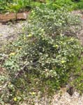 Gossypium tomentosum   - 
