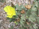 Gossypium tomentosum   - flower and cotton fruit