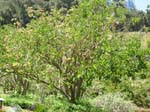 Erythrina sandwicensis   - tree with yellow flowers