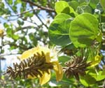 Erythrina sandwicensis   - flower detail