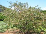 Erythrina sandwicensis orange flowered  - tree with orange flowers