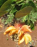 Erythrina sandwicensis orange flowered  - flower detail