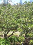 Erythrina sandwicensis green flowered  - tree with green flowers