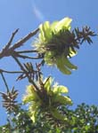 Erythrina sandwicensis green flowered  - flower detail