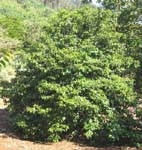 Psydrax odorata   - 