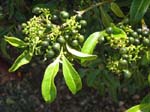 Psydrax odorata   - fruit