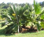 Pritchardia hillebrandii   - 