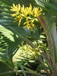 Pritchardia hillebrandii   - flower and fruit detail