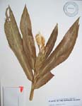 Hedychium coronarium   - 