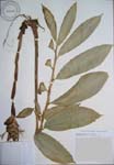 Zingiber zerumbet   - 