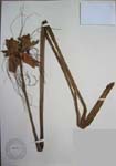 Tacca leontopetaloides   - 