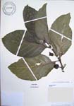 Morinda citrifolia   - 