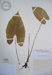Alocasia macrorrhizos   - 