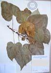 Thespesia populnea   - 