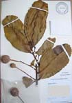 Calophyllum inophyllum   - 