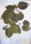 Cordia subcordata   - 