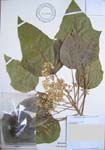 Aleurites moluccana   - 
