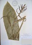 Cordyline fruiticosa   - 