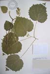 Hibiscadelphus distans   - 