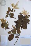 Hibiscus arnottianus   - 