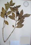 Psydrax odorata   - 
