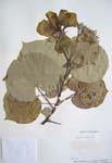 Hibiscus tiliaceus   - 