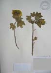 Gossypium tomentosum   - 