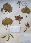 Erythrina sandwicensis   - 