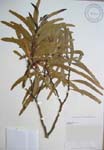 Acacia koaia   - 