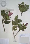 Hibiscus kokio subsp. saintjohnianus  - 