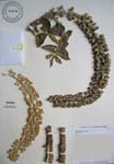 Polyscias racemosa   - 