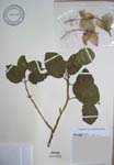 Hibiscus waimeae subsp. hannerae  - 