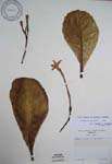 Brighamia insignis   - 