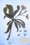 Plumeria rubra   - 