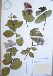 Metrosideros polymorpha   - 