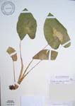 Colocasia esculenta   - 